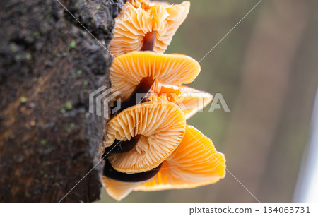 Winter honey mushrooms growing 134063731