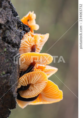 Winter honey mushrooms growing Winter honey mushrooms growing 134063732