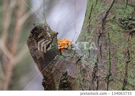 Winter honey mushrooms growing 134063735