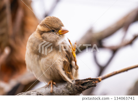 photo of a sparrow outdoors photo of a sparrow outdoors 134063741