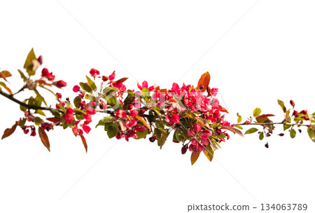 Apple tree branch with red flowers isolated Apple tree branch with red flowers isolated 134063789