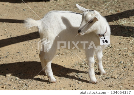 Nopporo Park Nopporo Park 134064357