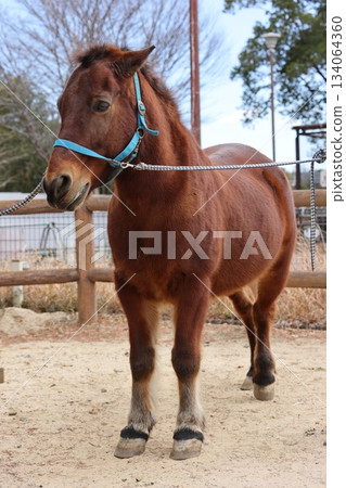 Nopporo Park 134064360