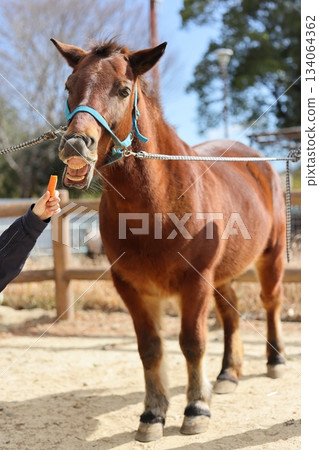 Nopporo Park 134064362