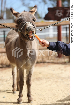 Nopporo Park 134064363