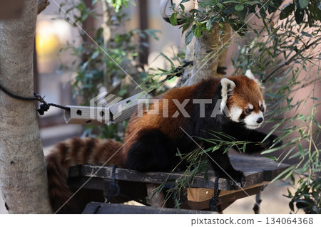 諾波羅公園 諾波羅公園 134064368