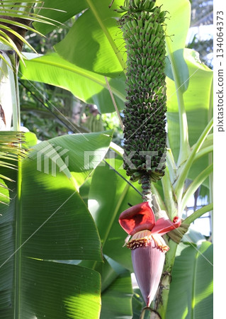 諾波羅公園 134064373