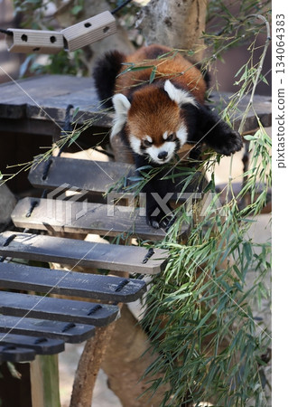 Nopporo Park 134064383