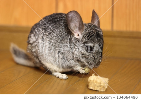 龍貓囓齒動物 龍貓囓齒動物 134064480