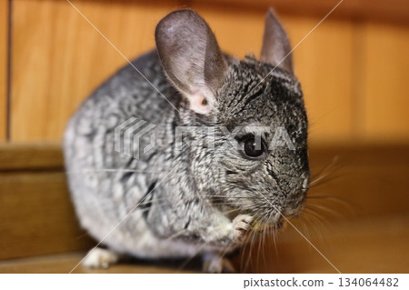 龍貓囓齒動物 龍貓囓齒動物 134064482