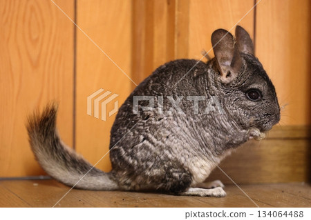 Chinchilla rodent 134064488
