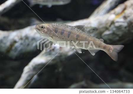 赤塚山公園喬行樂園 赤塚山公園喬行樂園 134064733