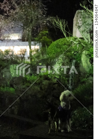 夜晚在櫻淵公園遛狗，櫻花盛開。 134064847