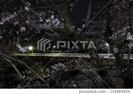 夜晚在櫻淵公園遛狗,櫻花盛開。 夜晚在櫻淵公園遛狗,櫻花盛開。 134064850