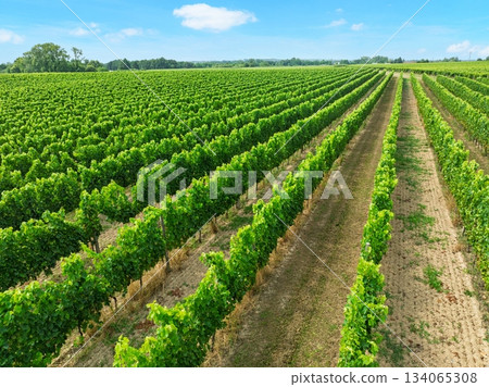 Lush Vineyard Landscape in France Rows of Grapevines Under a Clear Blue Sky for Wine Production. Lush Vineyard Landscape in France Rows of Grapevines Under a Clear Blue Sky for Wine Production. 134065308