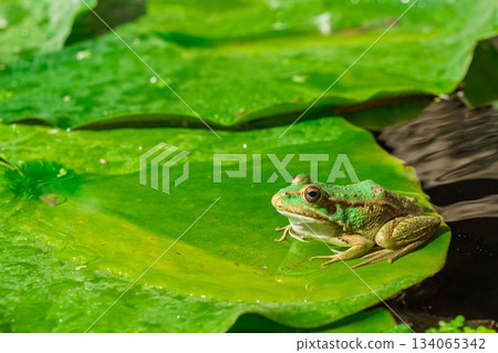 Green Frog Sunbathing on a Lily Pad, Pond Life Observation and Nature Stock Photo 134065342