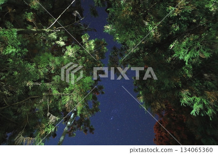 日光雪松大道和獵戶座 134065360