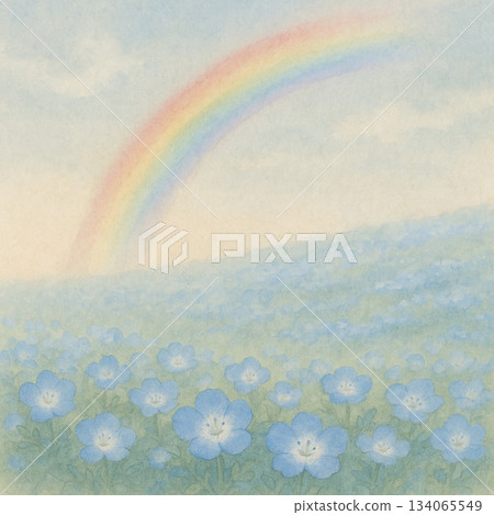 粉蝶花系列:彩虹腳下的一片粉蝶花 粉蝶花系列:彩虹腳下的一片粉蝶花 134065549