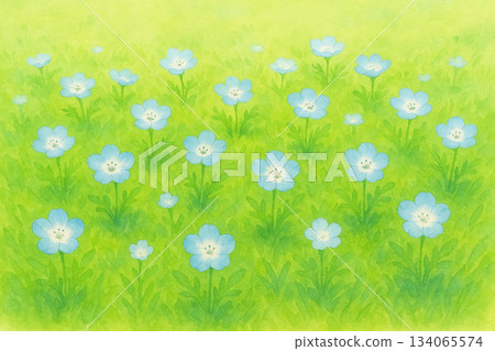 粉蝶花系列：鳥瞰圖展現草原上盛開的粉蝶花 134065574