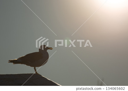 Sea gull at sunset Sea gull at sunset 134065602