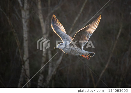 Young Seagull Flying Autumn Young Seagull Flying Autumn 134065603