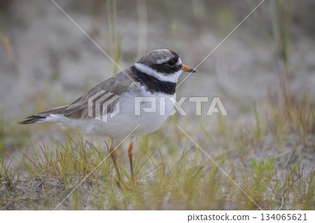 Common ringed plover foraging in grass at Marker Wadden near Lelystad in Flevoland, Nederland during the daytime Common ringed plover foraging in grass at Marker Wadden near Lelystad in Flevoland, Nederland during the daytime 134065621