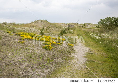 Walking path through Marker Wadden with wildflowers and grass in the Netherlands during a cloudy day Walking path through Marker Wadden with wildflowers and grass in the Netherlands during a cloudy day 134065627