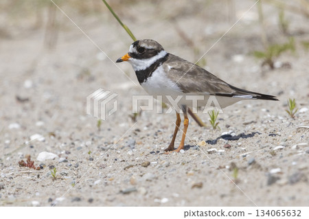 Common ringed plover standing on sandy ground at Marker Wadden in Lelystad, Flevoland, Netherlands during sunny weather 134065632