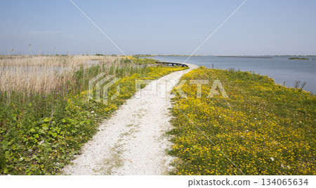 Walking path along the Marker Wadden shoreline with yellow flowers and water under a clear sky in the Netherlands 134065634