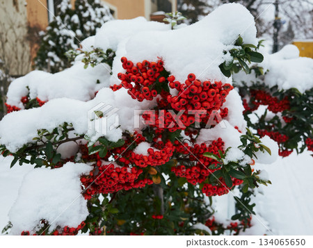Dynamic winter scene with scarlet berries among frost and snow Dynamic winter scene with scarlet berries among frost and snow 134065650