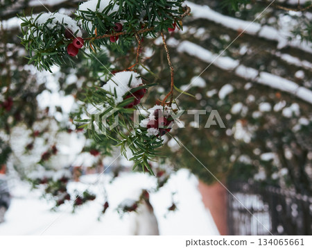 Vibrant berries and frosted leaves in tranquil winter setting 134065661