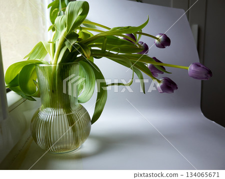 Serene interior setting featuring purple tulips illuminated by natural light through gentle curtains Serene interior setting featuring purple tulips illuminated by natural light through gentle curtains 134065671