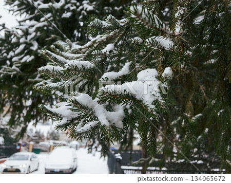 Calm winter morning with frosted foliage and distant vehicles Calm winter morning with frosted foliage and distant vehicles 134065672