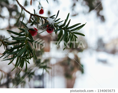 Closeup of vivid berries contrasted with snow and blurred background 134065673