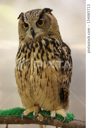 Owl Mobile Zoo 134065713