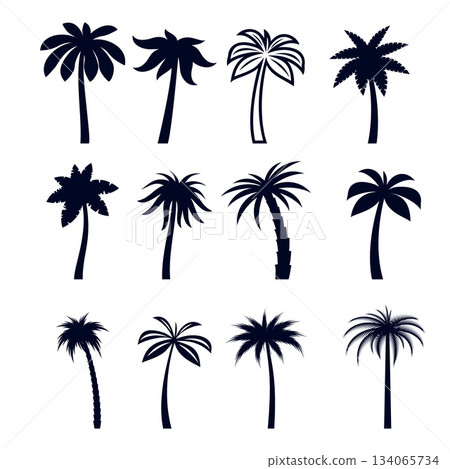 Tropical Palm Trees 134065734