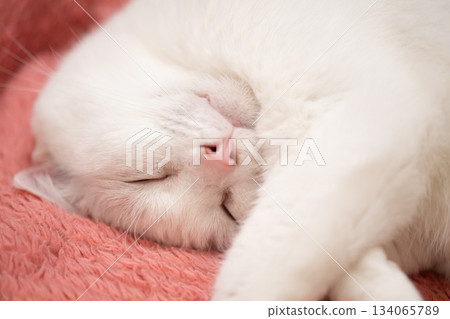 A white cat sleeping while being stroked by its owner 134065789