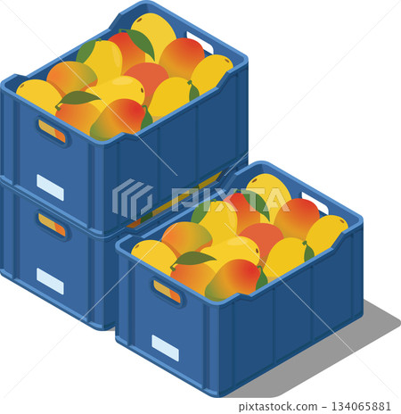 Crates full of mangoes Crates full of mangoes 134065881