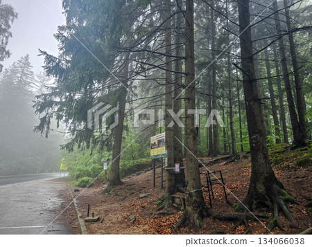 Whispers of the Misty Woods Whispers of the Misty Woods 134066038