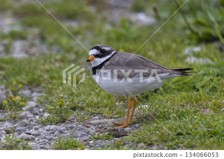 Common ringed plover stands on the ground at Marker Wadden in Lelystad, Flevoland, Netherlands during a sunny day Common ringed plover stands on the ground at Marker Wadden in Lelystad, Flevoland, Netherlands during a sunny day 134066053