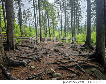 Mountain Grandeur Endless Wild Horizons 134066143