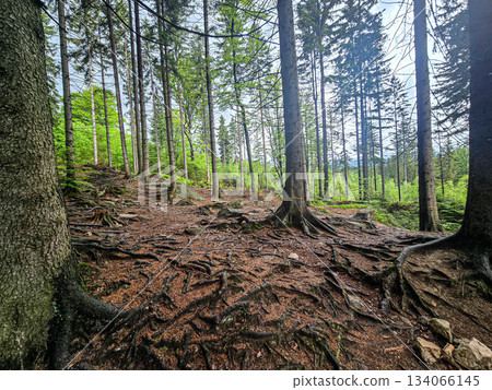 Mountain Grandeur Endless Wild Horizons 134066145