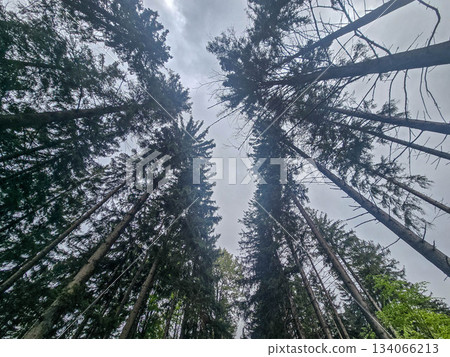.Mysteries of the Foggy Forest A Path Into the Unknown 134066213