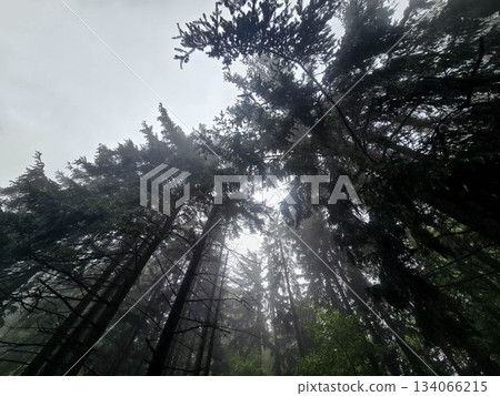 .Mysteries of the Foggy Forest A Path Into the Unknown .Mysteries of the Foggy Forest A Path Into the Unknown 134066215