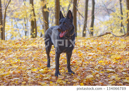 Black German shepherd 134066789