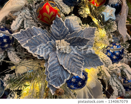 Blue frosty poinsettia flower on snowy Christmas tree bringing winter elegance and festive beauty Blue frosty poinsettia flower on snowy Christmas tree bringing winter elegance and festive beauty 134067079