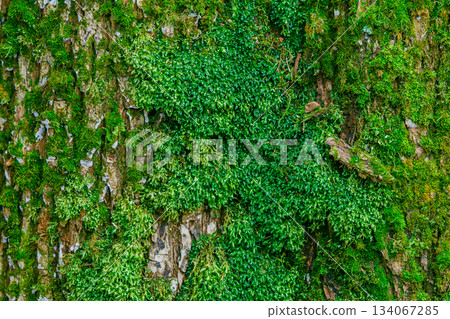 Old stone wall in rainy season with green moss background 134067285