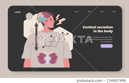 Vector illustration depicting cortisol secretion in the human body, highlighting the brain and kidneys. Educational design suitable for presentations on human biology and stress response. Vector illustration depicting cortisol secretion in the human body, highlighting the brain and kidneys. Educational design suitable for presentations on human biology and stress response. 134067496