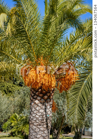Photo of a tropical palm tree with multiple fruit bunches hanging from its branches. The image captures the natural textures and tropical environment, perfect for gardening, agriculture, nature, and Photo of a tropical palm tree with multiple fruit bunches hanging from its branches. The image captures the natural textures and tropical environment, perfect for gardening, agriculture, nature, and 134067564