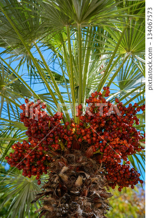 Close-up photo of ripe dates hanging on a palm tree. The image highlights the texture, color, and details of the tropical fruit, suitable for agriculture, food, gardening, and nature-themed projects. 134067573